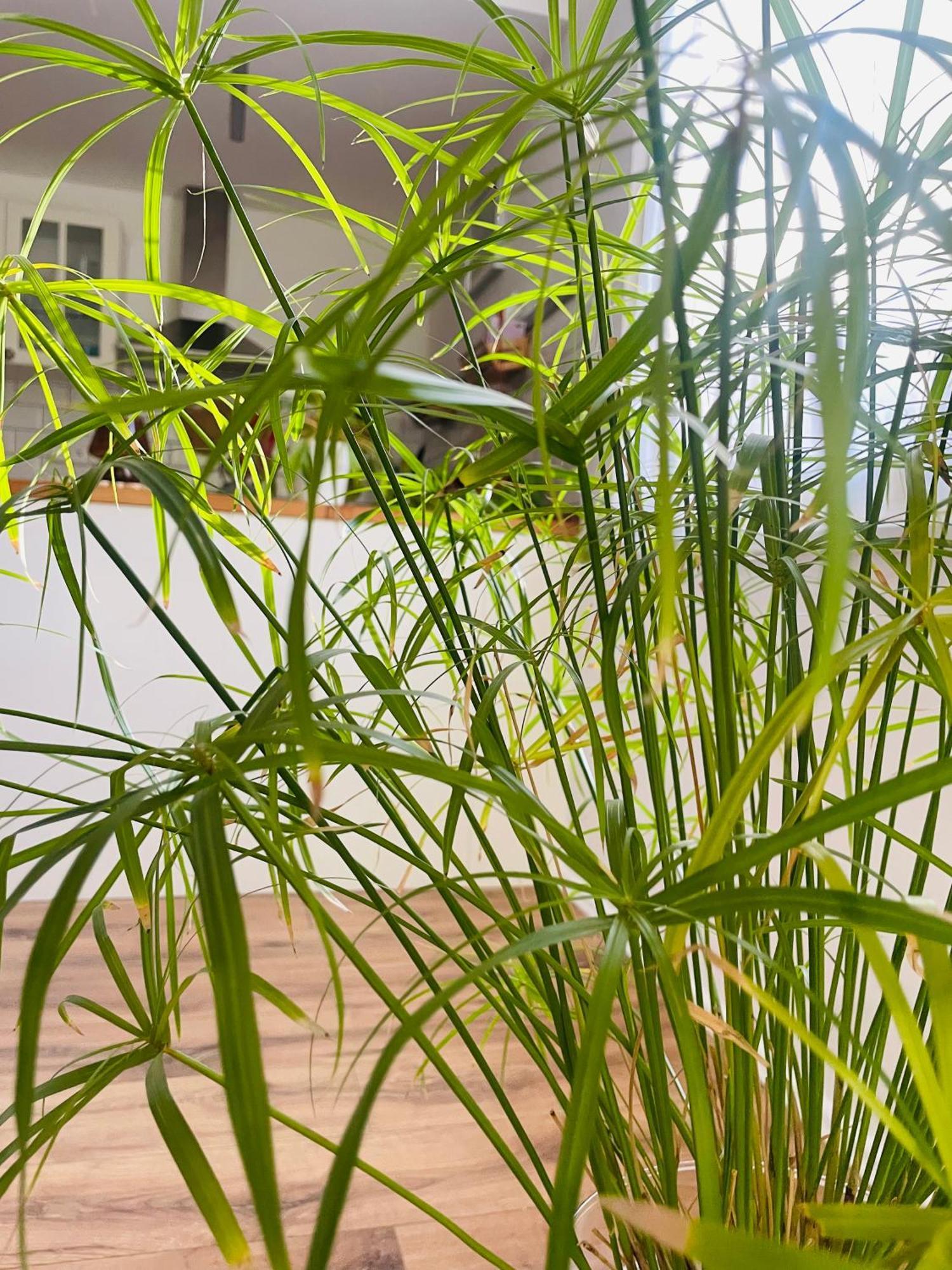 70m2 Romantic Living In The Old Town With Garden 公寓